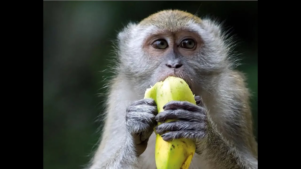 Feeding time at the Primate House…(Vicious roast of commenter)