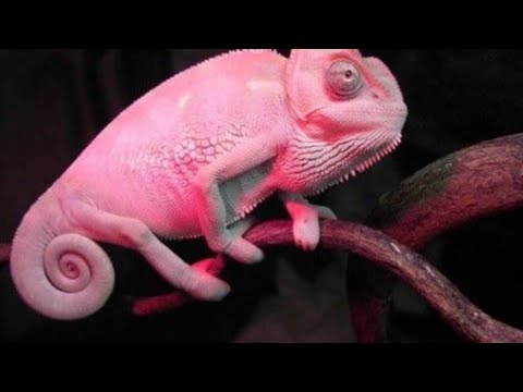 Pink Book chameleon you ain’t fooling us…