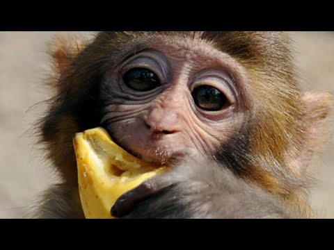 Feeding time at the Primate House @Blexit the Communitah