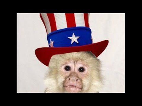 Midterm Monkey Shines: The Reparations Bill