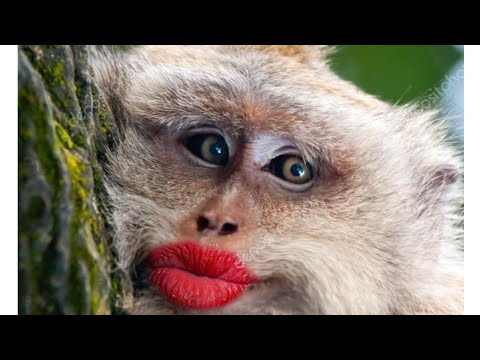 Feeding time at the Primate House @BSM2488