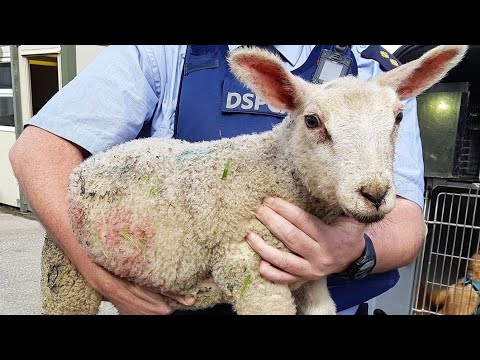 Let’s have Lamb chops for dinner… @SHEEPSTAYSLEEPTV