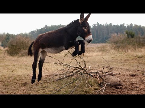 The trained donkey paradox for Modern Women