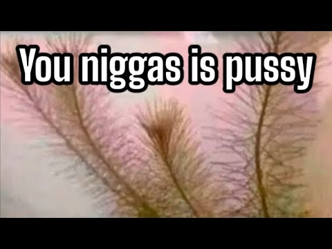 You niggas is pussy! @BGS IBMOR @EdwardAndersonspeaks