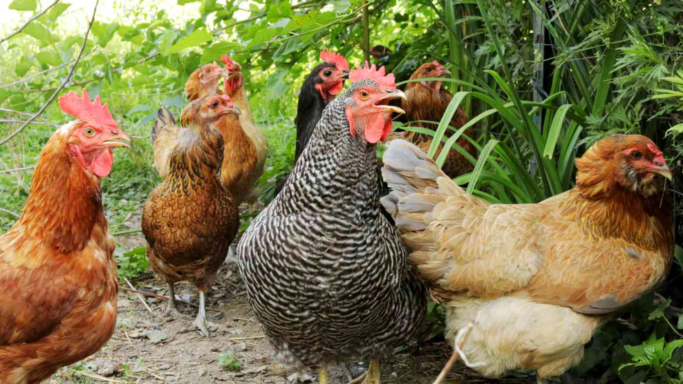 Chickens come home to roost….