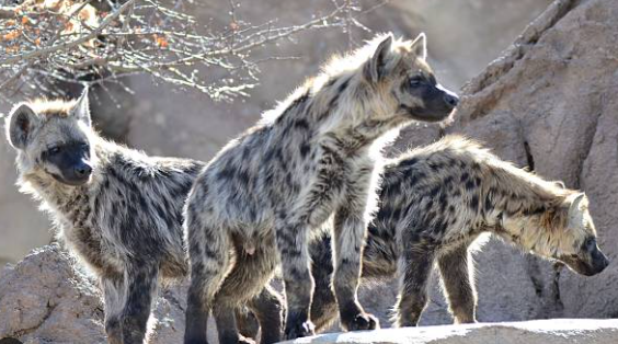 Tekboi’s Historical Fact Check #1: Planned Single Motherhood